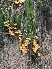 Xeromphalina