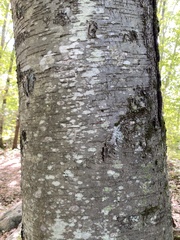 Betula lenta