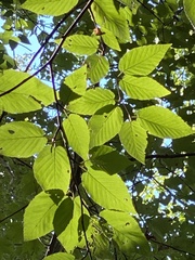 Betula lenta