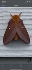 Anisota virginiensis