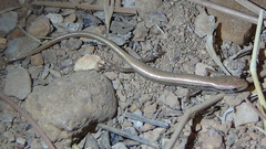 Ablepharus pannonicus