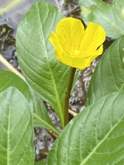Ludwigia hexapetala