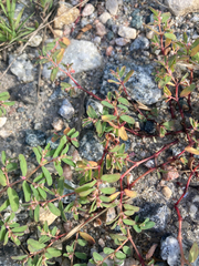 Euphorbia glyptosperma