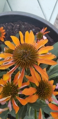 Rudbeckia fulgida