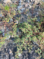 Euphorbia glyptosperma