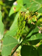 Desmodium perplexum