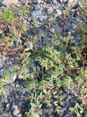 Euphorbia glyptosperma