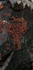 Nectria pseudotrichia