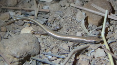 Ablepharus pannonicus