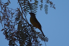 Rauenia bonariensis