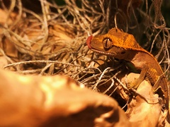 Correlophus
