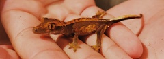 Correlophus