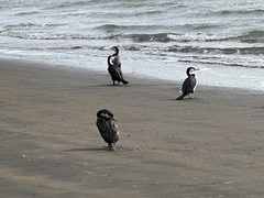 Phalacrocorax varius varius
