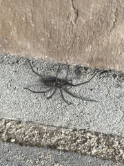 Eratigena atrica