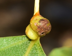 Pemphigus spyrothecae