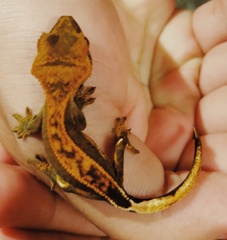 Correlophus