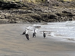 Phalacrocorax varius varius