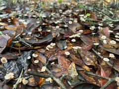 Collybiopsis quercophila