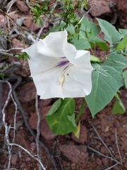 Datura discolor