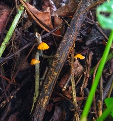 Marasmius siccus