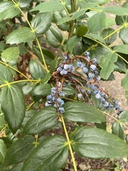 Berberis nervosa