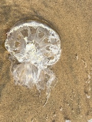 Scyphozoa