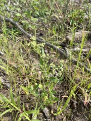 Chenopodium pratericola