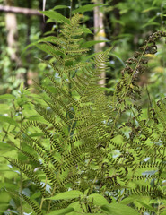 Athyrium asplenioides