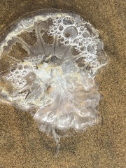 Scyphozoa