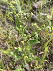 Chenopodium pratericola