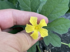 Momordica charantia
