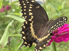 Papilio palamedes