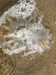 Scyphozoa