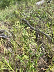 Chenopodium pratericola