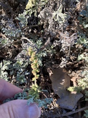 Ambrosia chamissonis