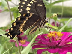 Papilio palamedes