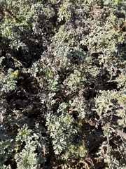 Ambrosia chamissonis