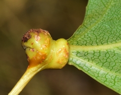 Pemphigus spyrothecae