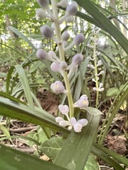 Liriope muscari