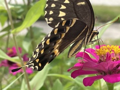 Papilio palamedes