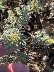 Ambrosia chamissonis