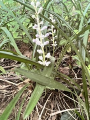 Liriope muscari