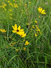 Coreopsis tripteris