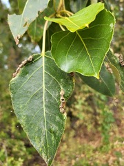 Thecabius populimonilis