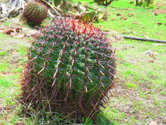 Ferocactus recurvus recurvus