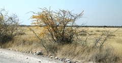 Vachellia nebrownii
