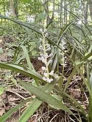 Liriope muscari