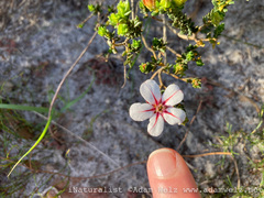 Adenandra