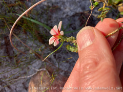 Adenandra