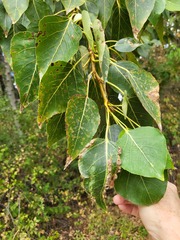 Thecabius populimonilis